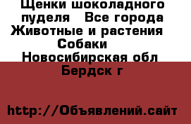 Щенки шоколадного пуделя - Все города Животные и растения » Собаки   . Новосибирская обл.,Бердск г.